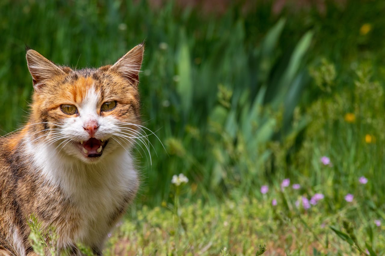 Why Is Your Cat Meowing Loudly All Of A Sudden?