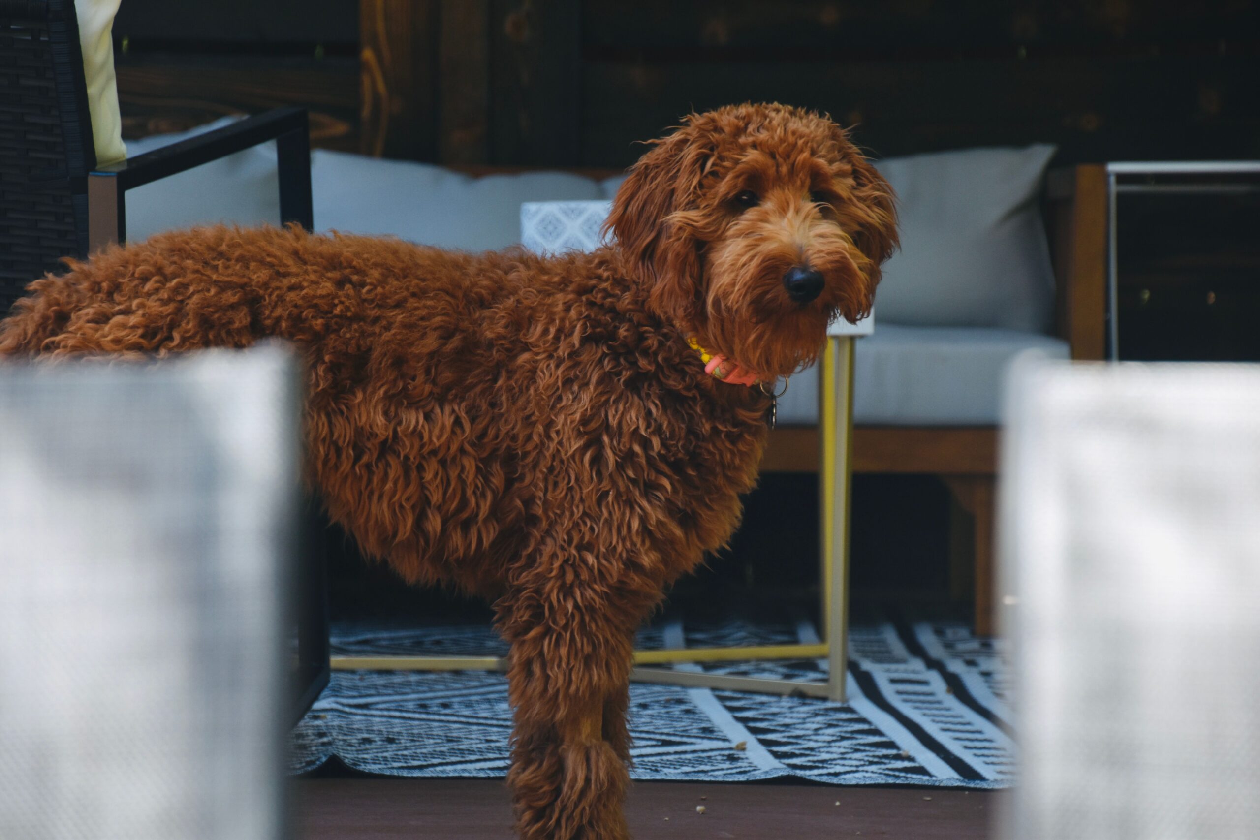 Why Early Puppy Experiences Matter Just as Much as Genetics