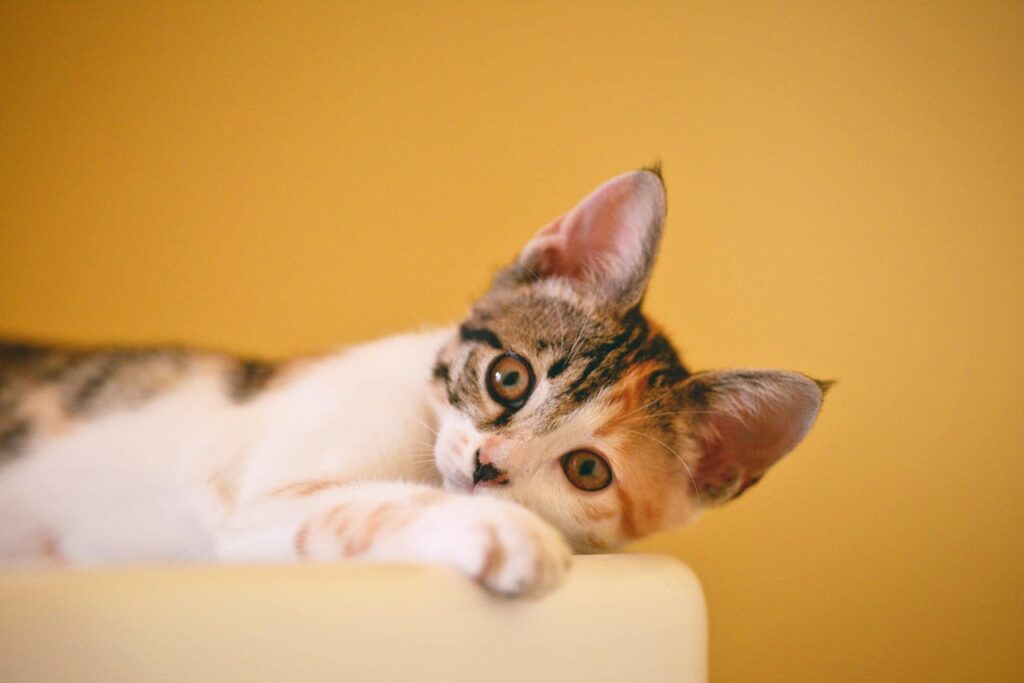 Cat With Down Syndrome