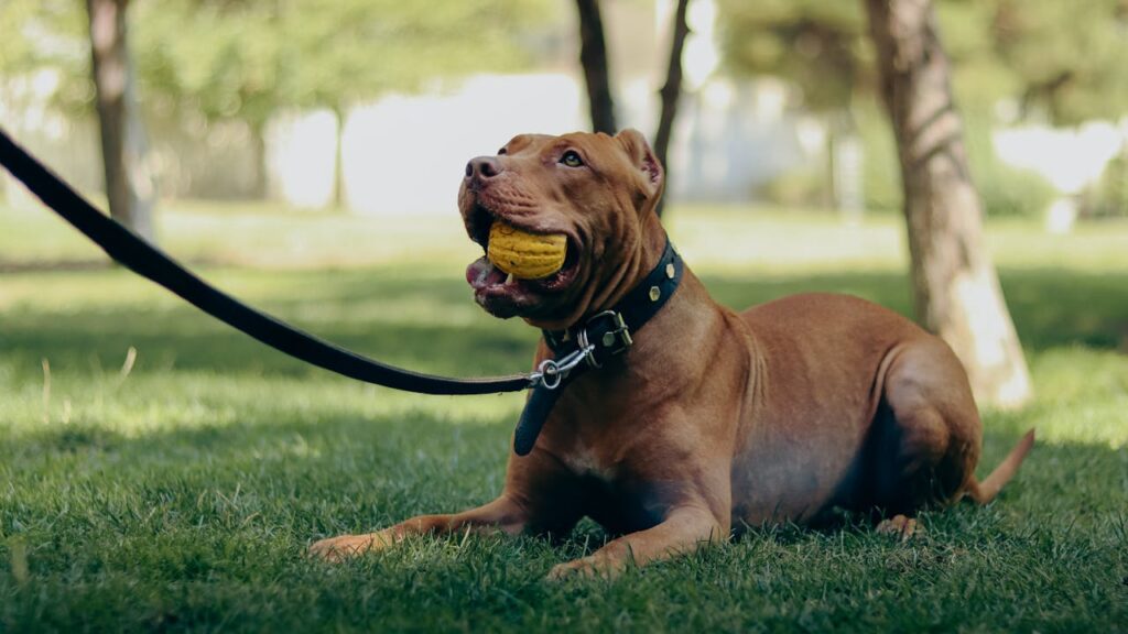 Understanding Pit Bull Puppies