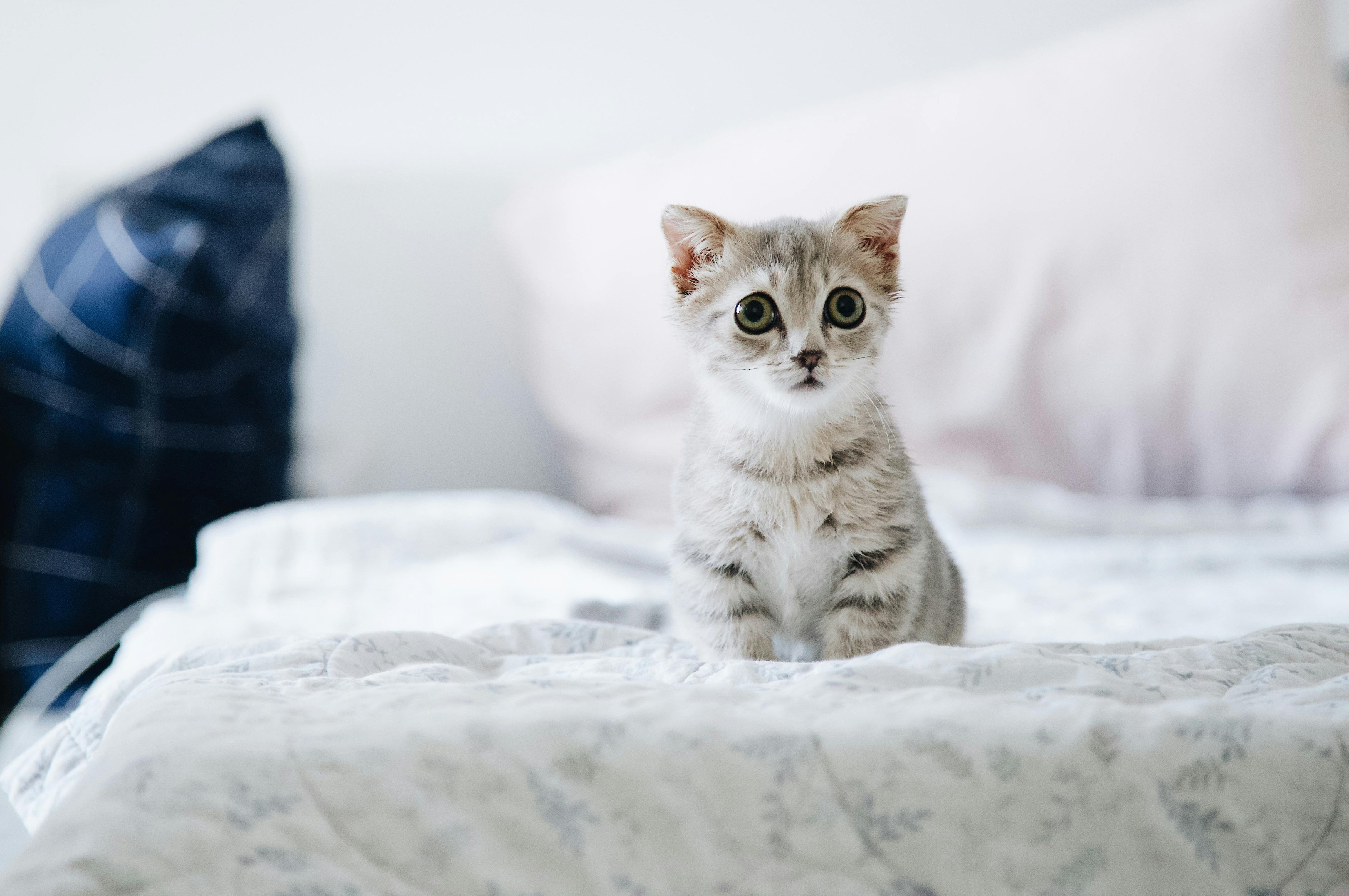 Cool Cat Names: Purrfectly Unique Names for Your Feline Friend