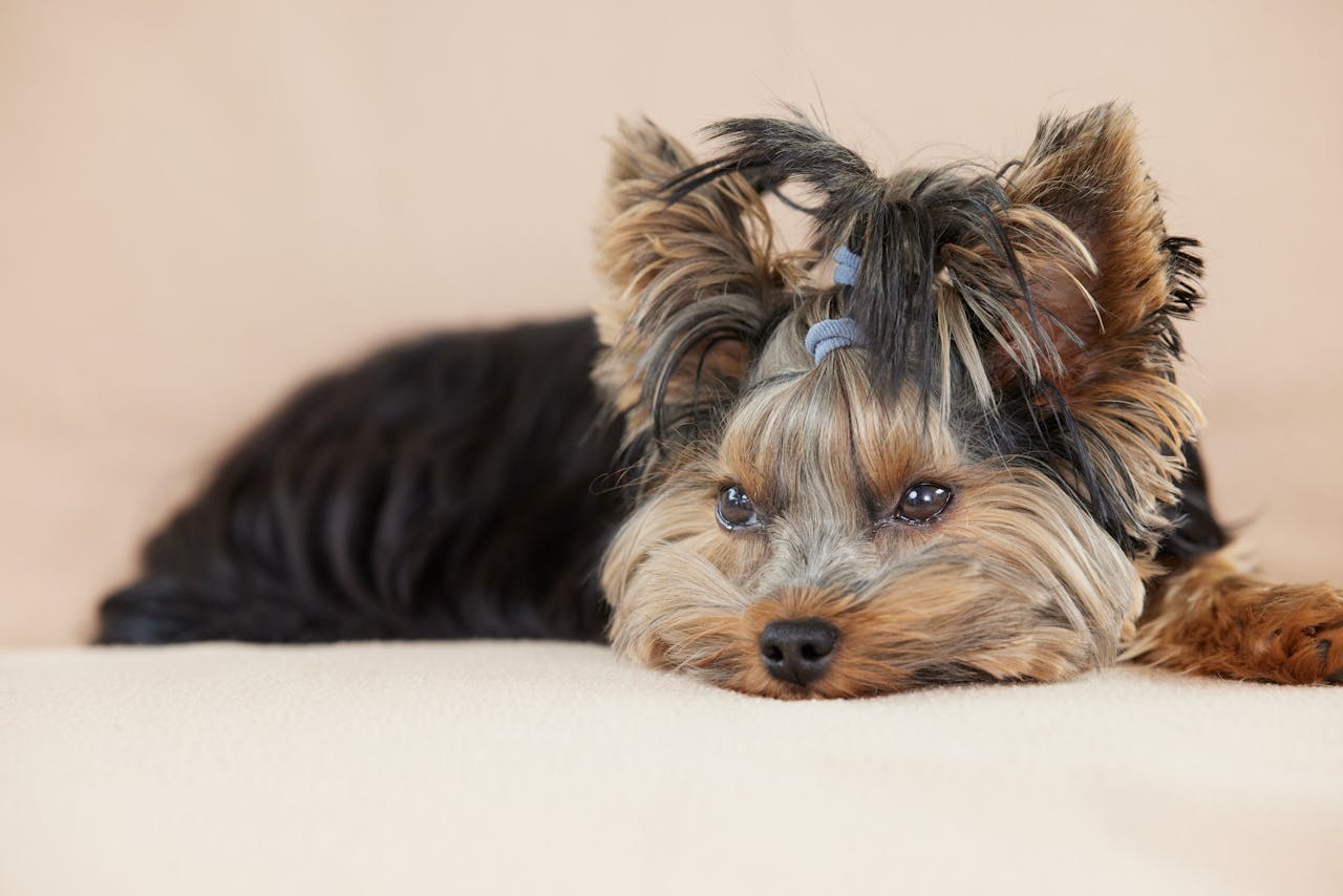 Mucus in Dog Poop: Common Causes and Effective Treatments