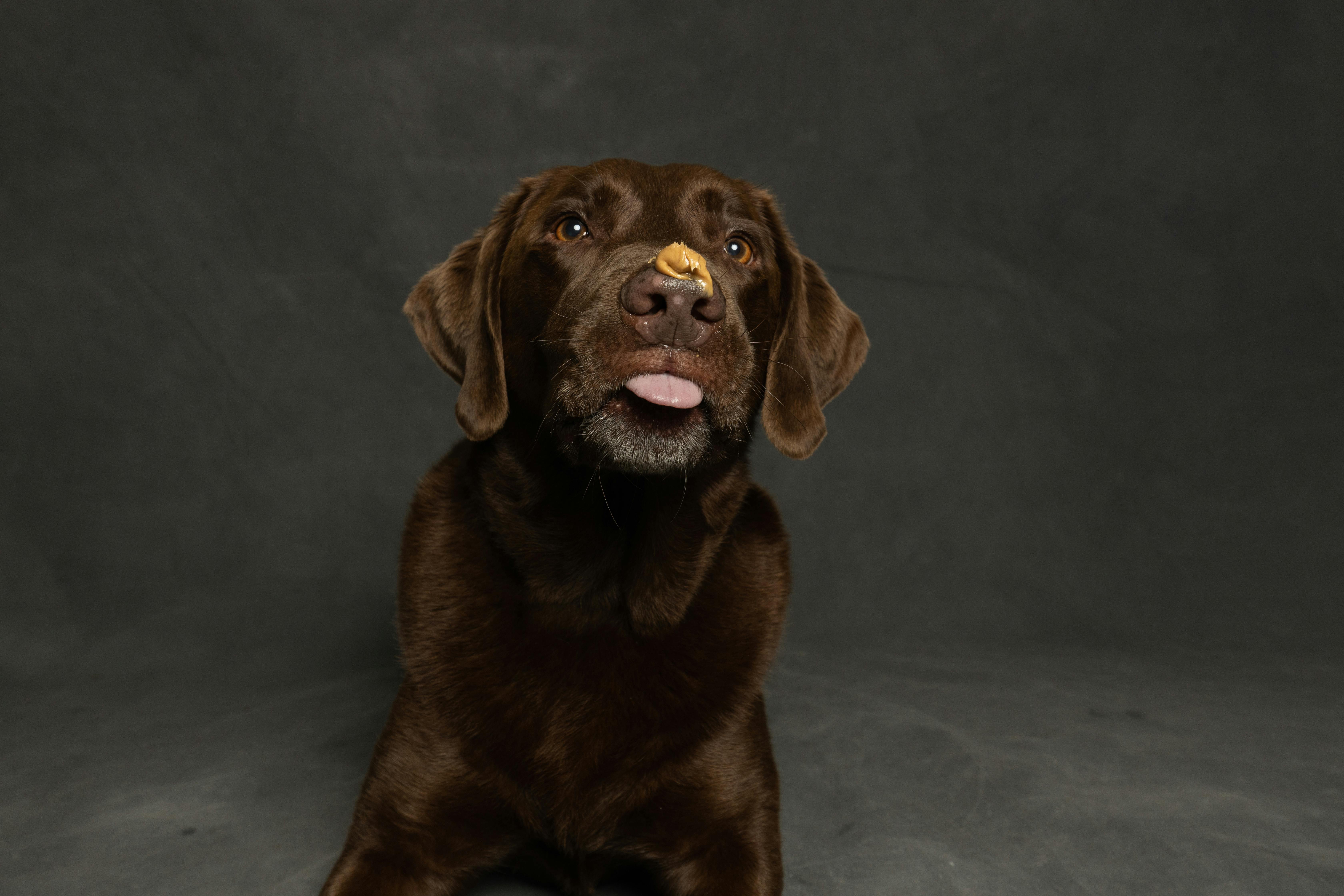 Can Dogs Eat Peanuts? A Complete Pet Parent's Guide