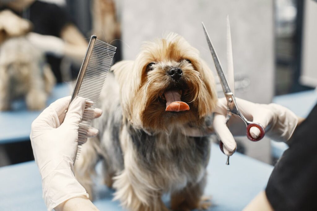 Essential Dog Grooming Skills
