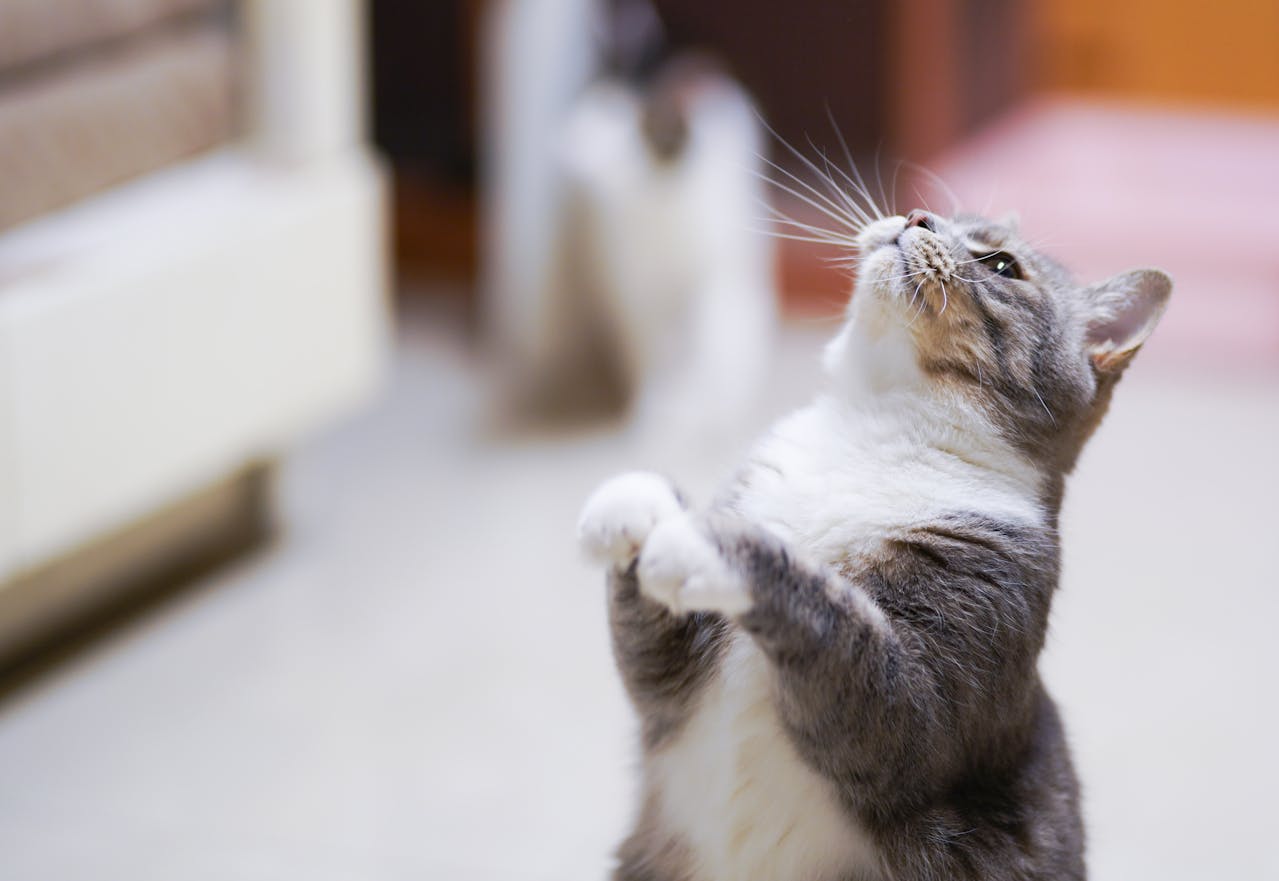 Why Is My Cat Standing Up On Two Legs?