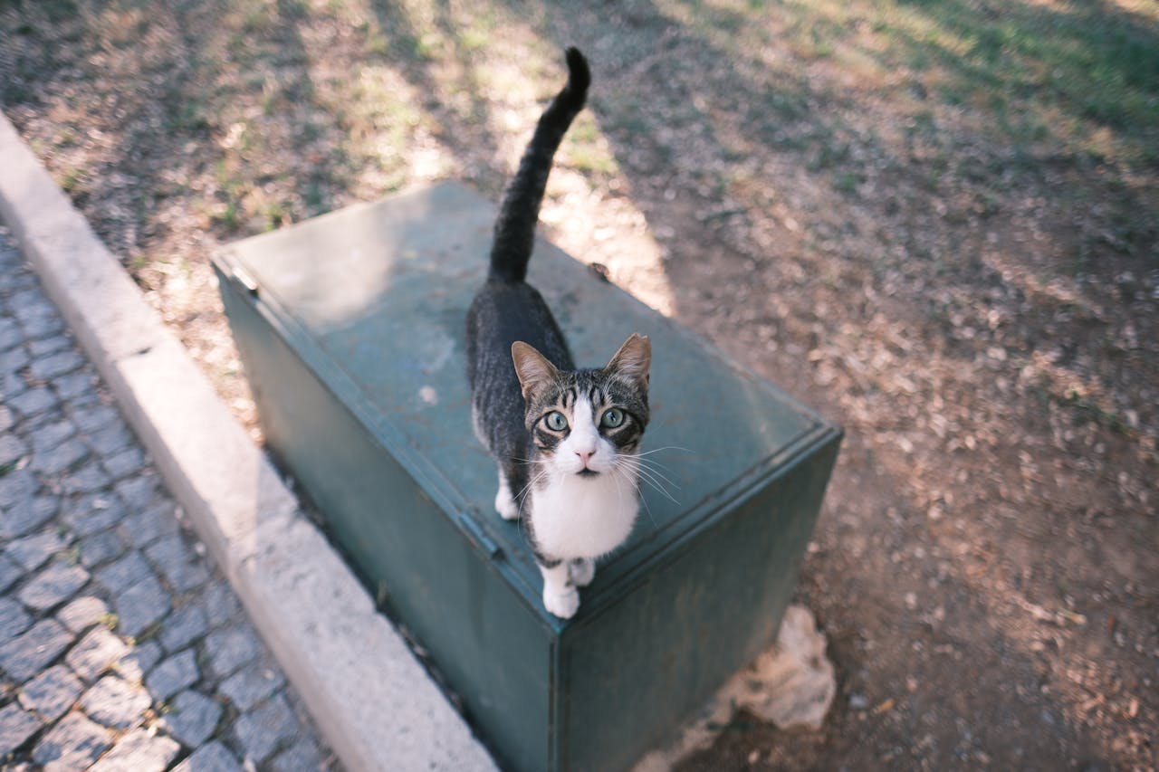 Cat Flicking Tail Meaning: Interpreting Your Cat's Moods