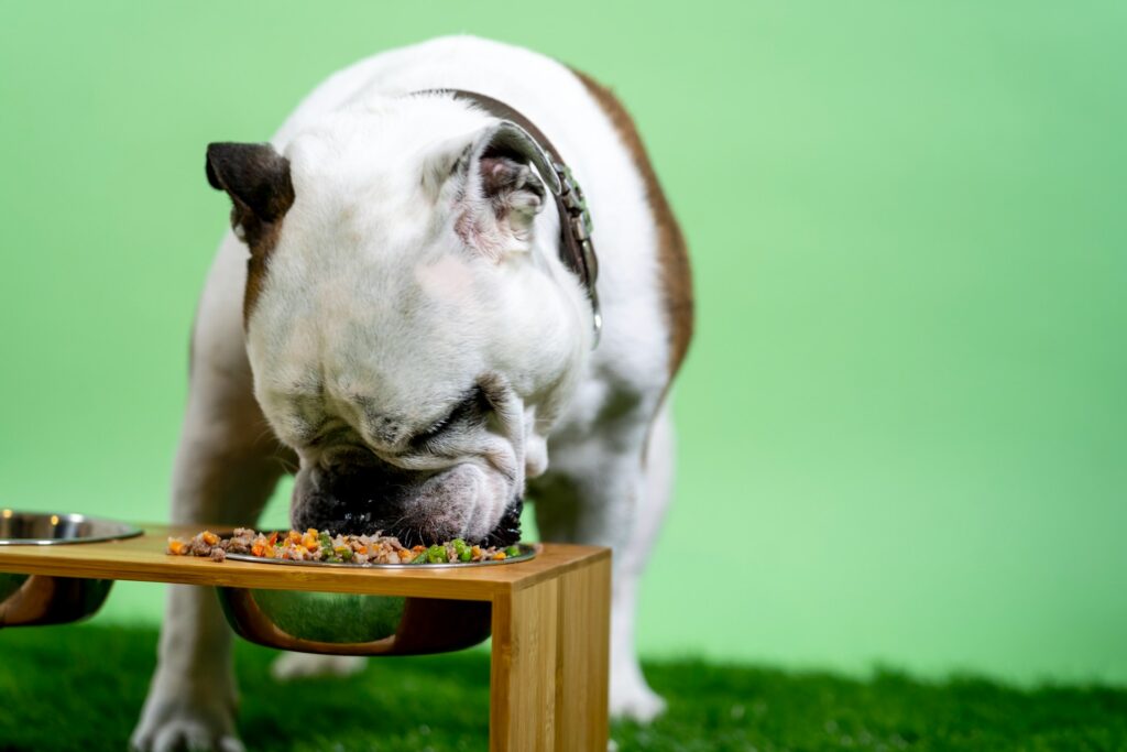 Can Dogs Eat Cereal