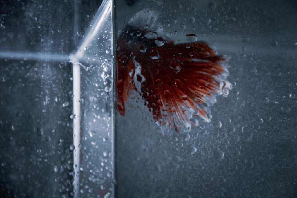 Betta Tank Mates