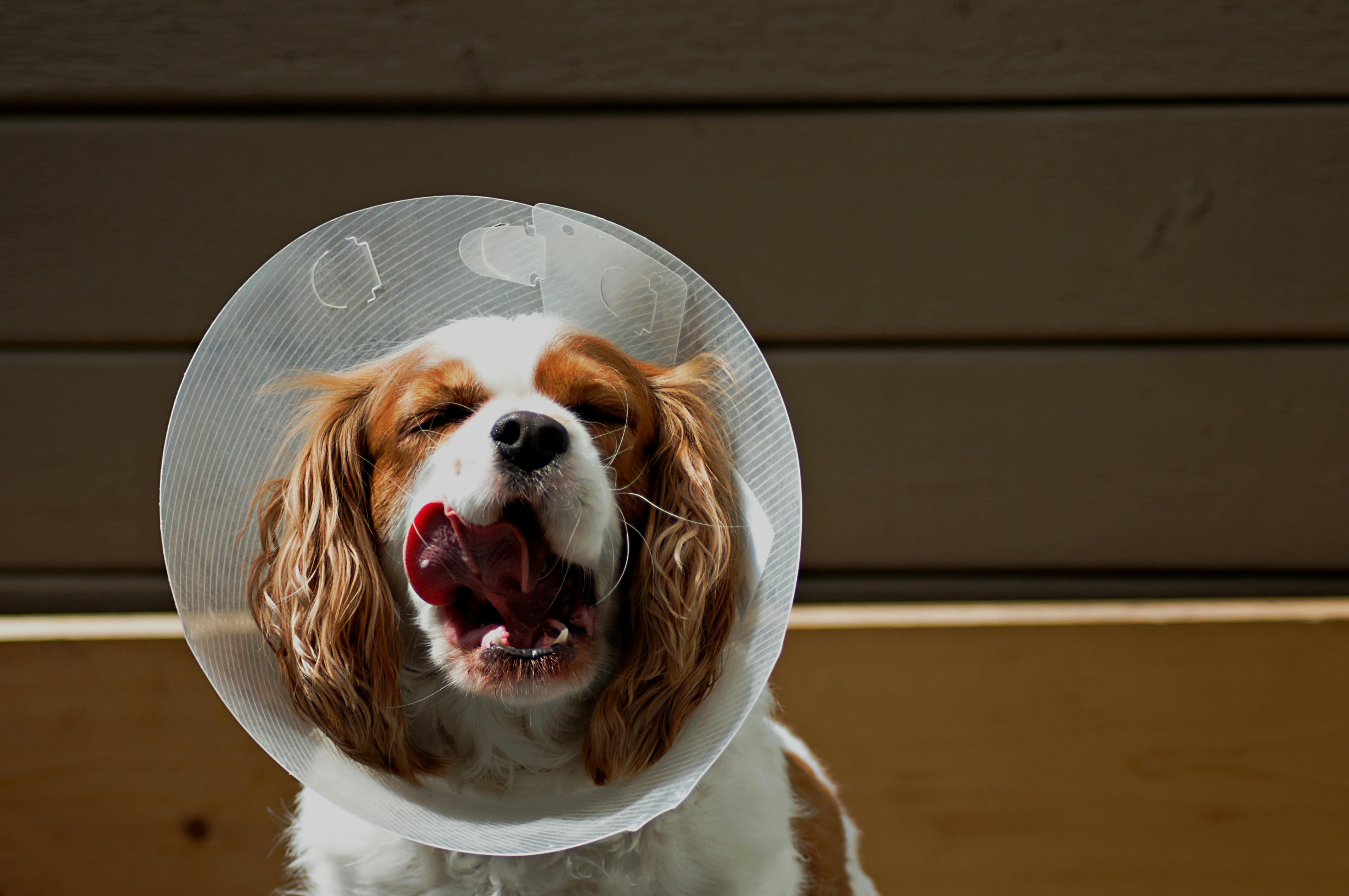 DIY Comfy Dog Cone: Happy Recovery for Your Best Friend