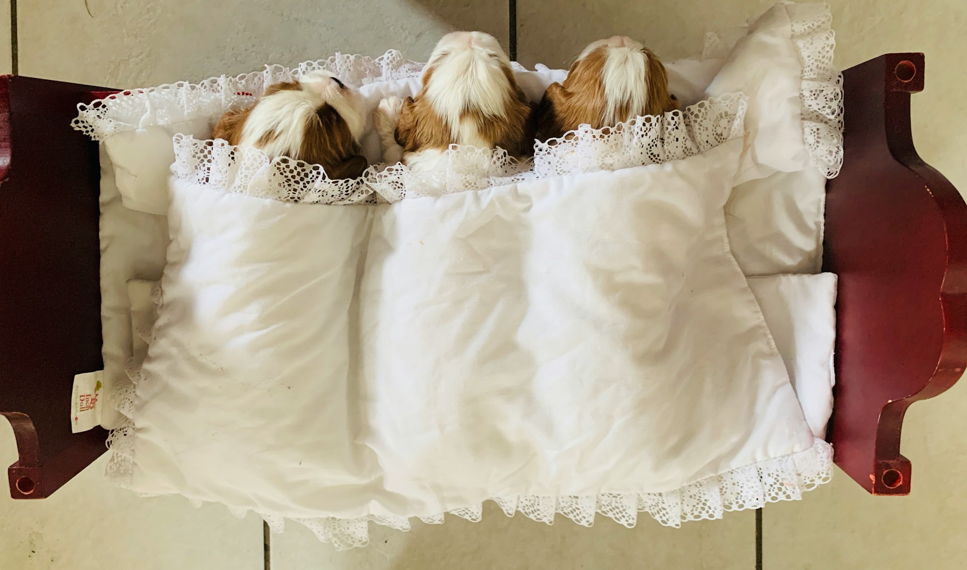 Do Puppy Pads Work For Potty Training?