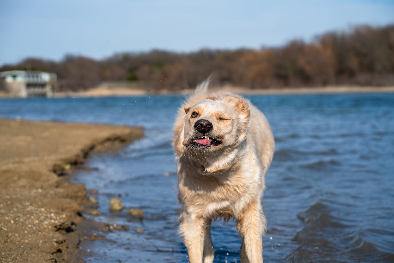 Why Do Dogs Shake Their Bodies? Common Causes
