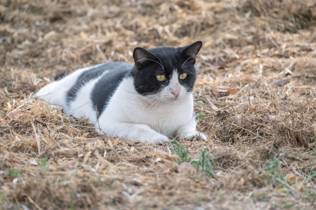 Black & White Cat