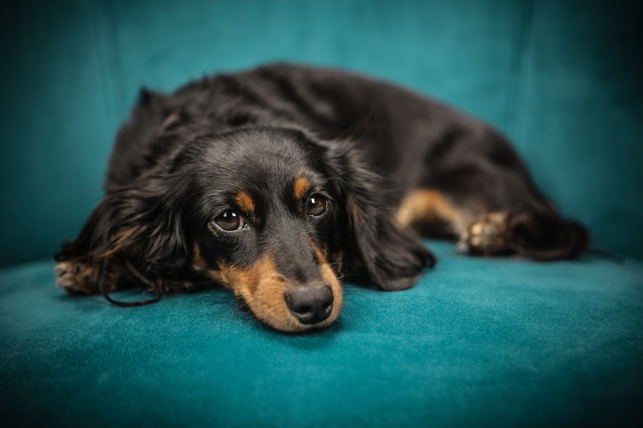 Dog Vomiting Blood But Acting Normal?