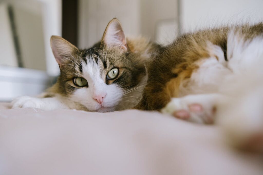 Down Syndrome in Cats