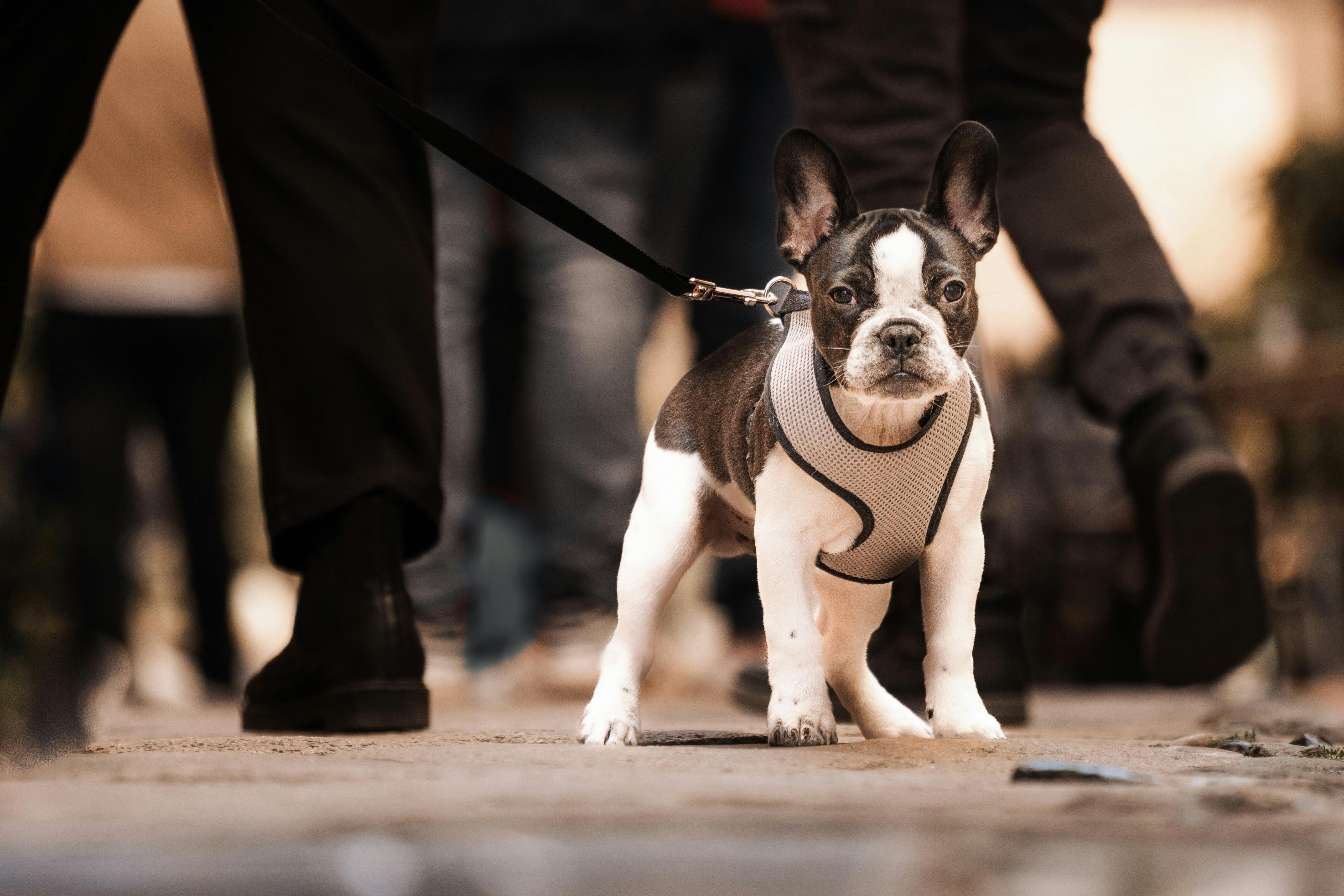 How to Put Harness on Dog: Easy Steps and Expert Tips