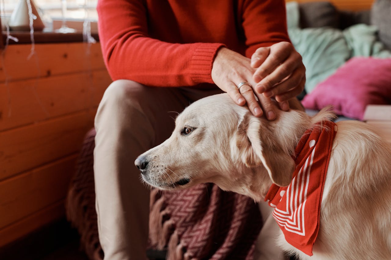 Best Family Dogs: Finding Your Ideal Canine Fit